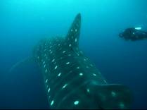A Ana nada ao lado de um gigantesco Tubarão-Baleia na Isla Wolf, em Galápagos (foto retirada do vídeo de Friso Hoekstra)